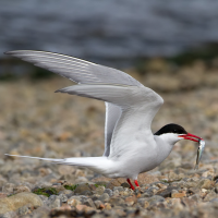 Arctic Tern